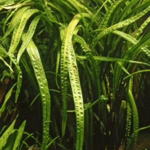 Captura de Pantalla 2025-04-08 a la(s) 23.56.35 Cryptocoryne Crispatula