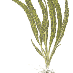 Captura de Pantalla 2025-04-08 a la(s) 23.56.41 Cryptocoryne Crispatula