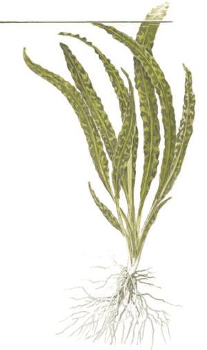 Captura de Pantalla 2025-04-08 a la(s) 23.56.41 Cryptocoryne Crispatula