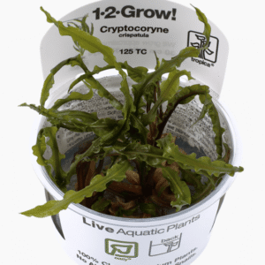 Captura de Pantalla 2025-04-08 a la(s) 23.56.54 Cryptocoryne Crispatula