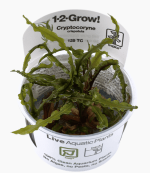 Captura de Pantalla 2025-04-08 a la(s) 23.56.54 Cryptocoryne Crispatula