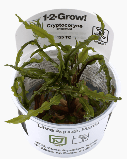 Cryptocoryne Crispatula