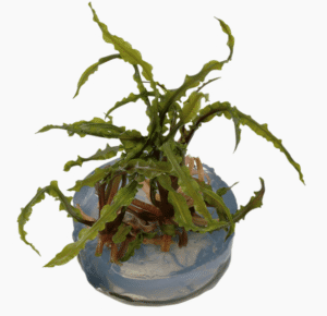 Captura de Pantalla 2025-04-08 a la(s) 23.57.01 Cryptocoryne Crispatula