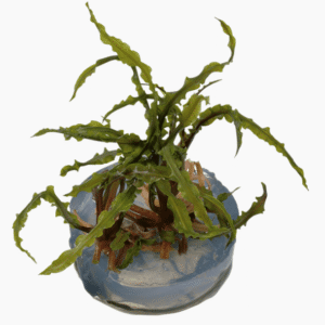 Captura de Pantalla 2025-04-08 a la(s) 23.57.01 Cryptocoryne Crispatula