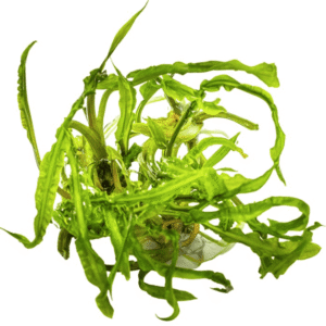 Captura de Pantalla 2025-04-08 a la(s) 23.57.08 Cryptocoryne Crispatula