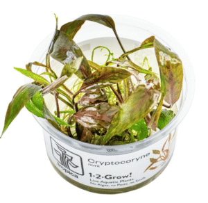 Cryptocoryne Nurii