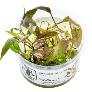 Cryptocoryne Nurii