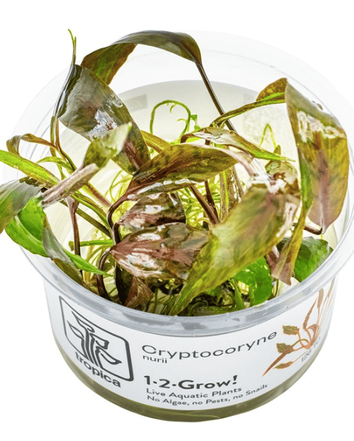 Cryptocoryne Nurii