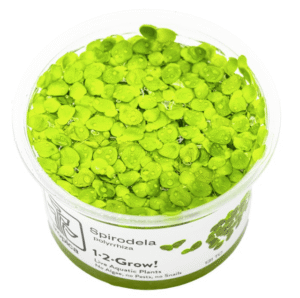 Spirodela Polyrrhiza