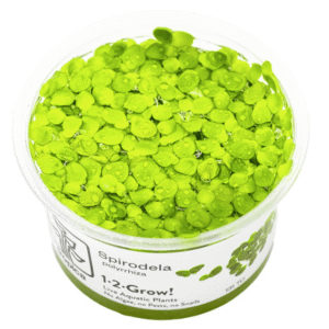 Spirodela Polyrrhiza