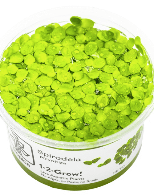 Spirodela Polyrrhiza