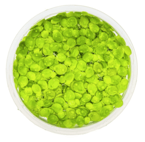 Spirodela Polyrrhiza