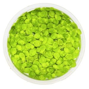 Spirodela Polyrrhiza