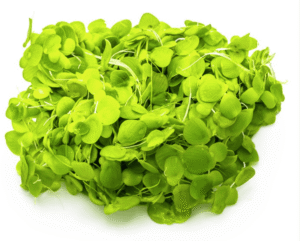 Spirodela Polyrrhiza