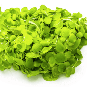 Spirodela Polyrrhiza