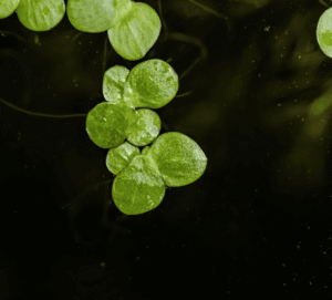 Spirodela Polyrrhiza