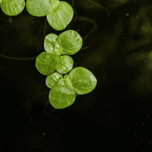 Spirodela Polyrrhiza