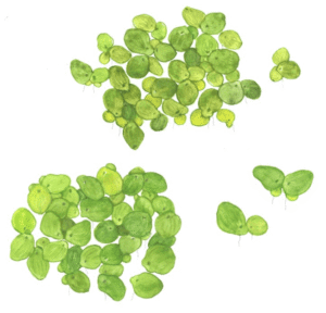 Spirodela Polyrrhiza