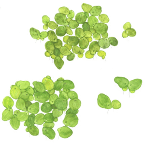 Spirodela Polyrrhiza