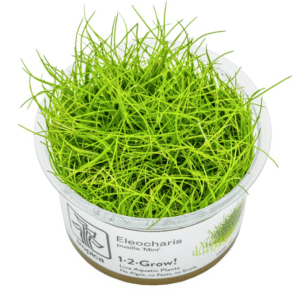 Eleocharis Pusilla 'Mini'