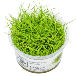 Eleocharis Pusilla 'Mini'