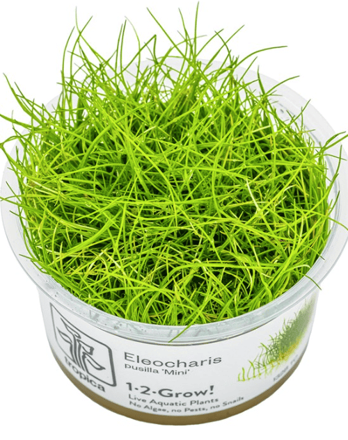 Eleocharis Pusilla 'Mini'