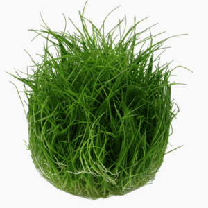 Eleocharis Pusilla 'Mini'