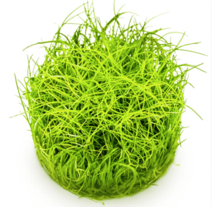 Eleocharis Pusilla 'Mini'