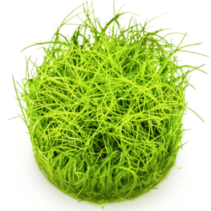 Eleocharis Pusilla 'Mini'