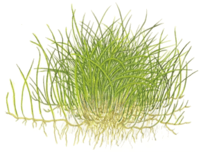 Eleocharis Pusilla 'Mini'