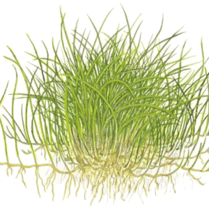 Eleocharis Pusilla 'Mini'