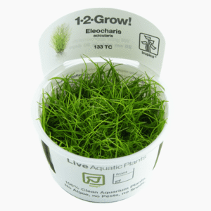 Eleocharis Acicularis