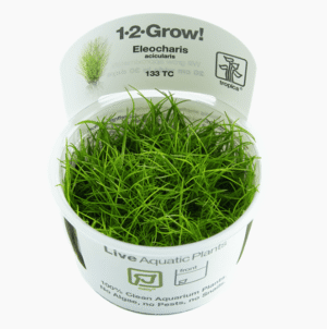 Eleocharis Acicularis