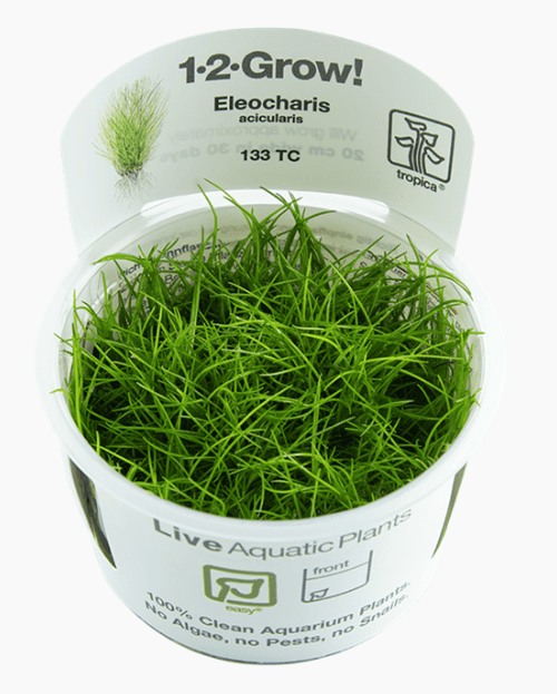 Eleocharis Acicularis