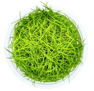 Eleocharis Acicularis