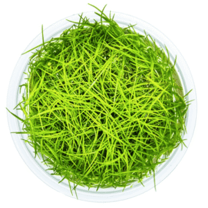 Eleocharis Acicularis