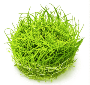 Eleocharis Acicularis