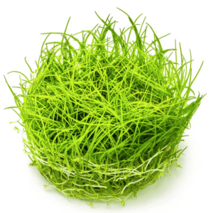 Eleocharis Acicularis