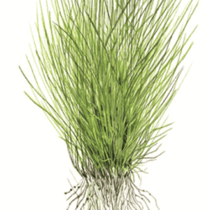 Eleocharis Acicularis