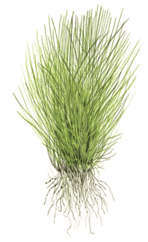 Eleocharis Acicularis