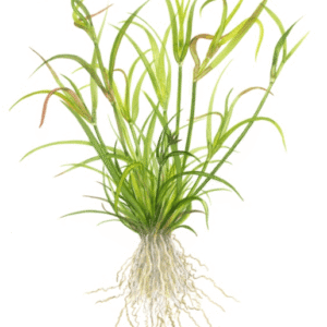 Juncus Repens