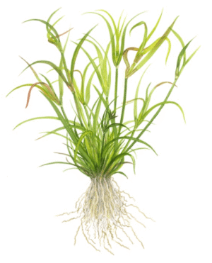 Juncus Repens