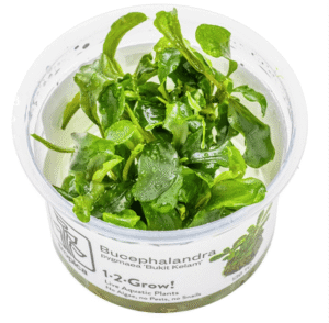 Bucephalandra Pygmaea 'Bukit Kelam'