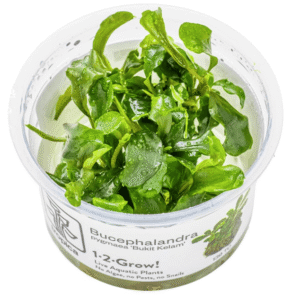 Bucephalandra Pygmaea 'Bukit Kelam'