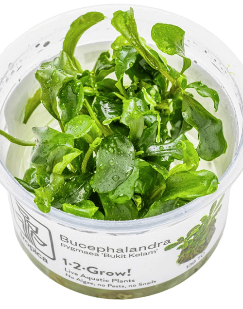 Bucephalandra Pygmaea 'Bukit Kelam'