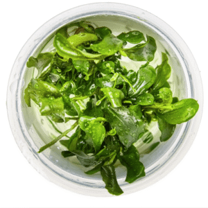 Bucephalandra Pygmaea 'Bukit Kelam'