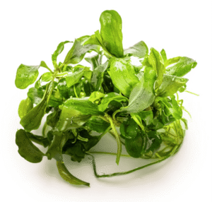 Bucephalandra Pygmaea 'Bukit Kelam'