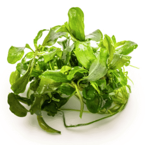 Bucephalandra Pygmaea 'Bukit Kelam'