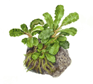 Bucephalandra Pygmaea 'Bukit Kelam'