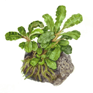 Bucephalandra Pygmaea 'Bukit Kelam'